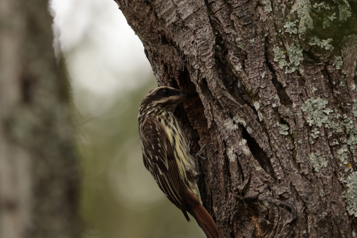 Bienteveo Rayado - ML645157222