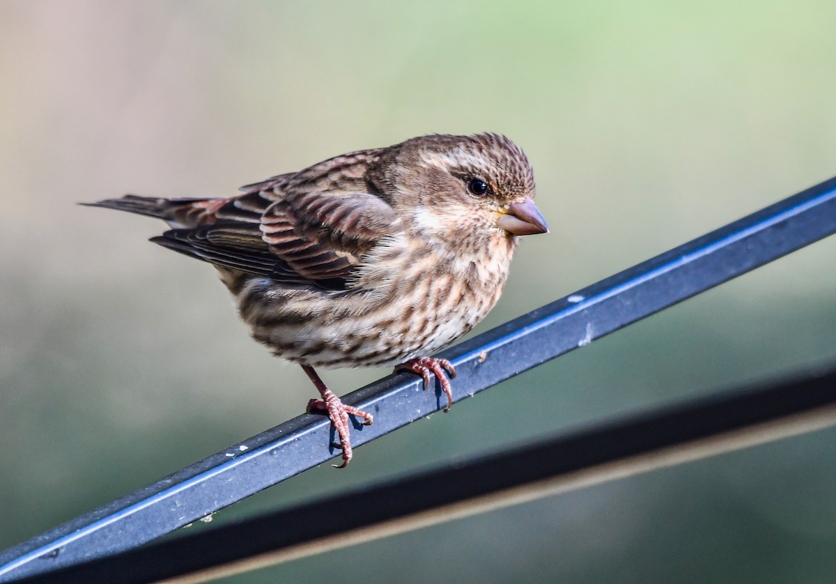 Purple Finch - ML645157231