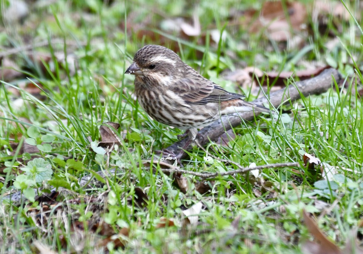 Purple Finch - ML645157232