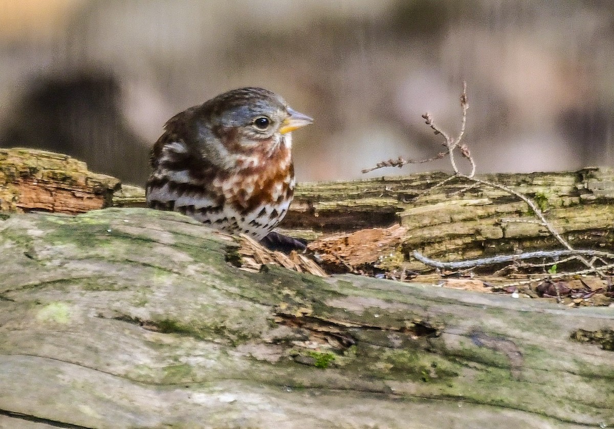 Fox Sparrow - ML645157239