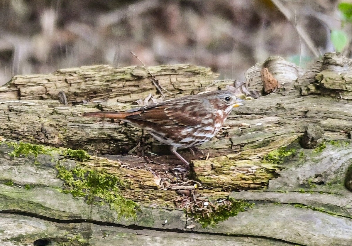 Fox Sparrow - ML645157240