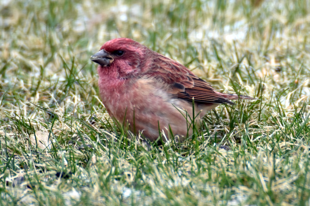 ムラサキマシコ - ML645157264