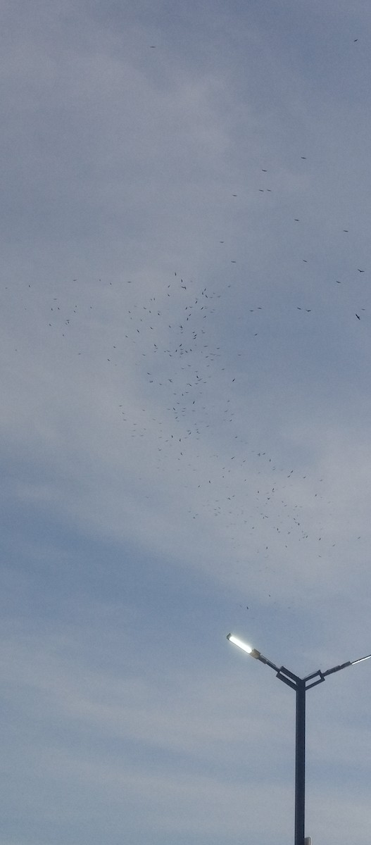 Turkey Vulture - ML645157265