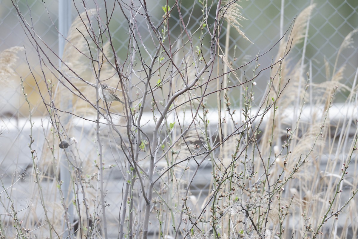 Gorrión Molinero - ML645157272