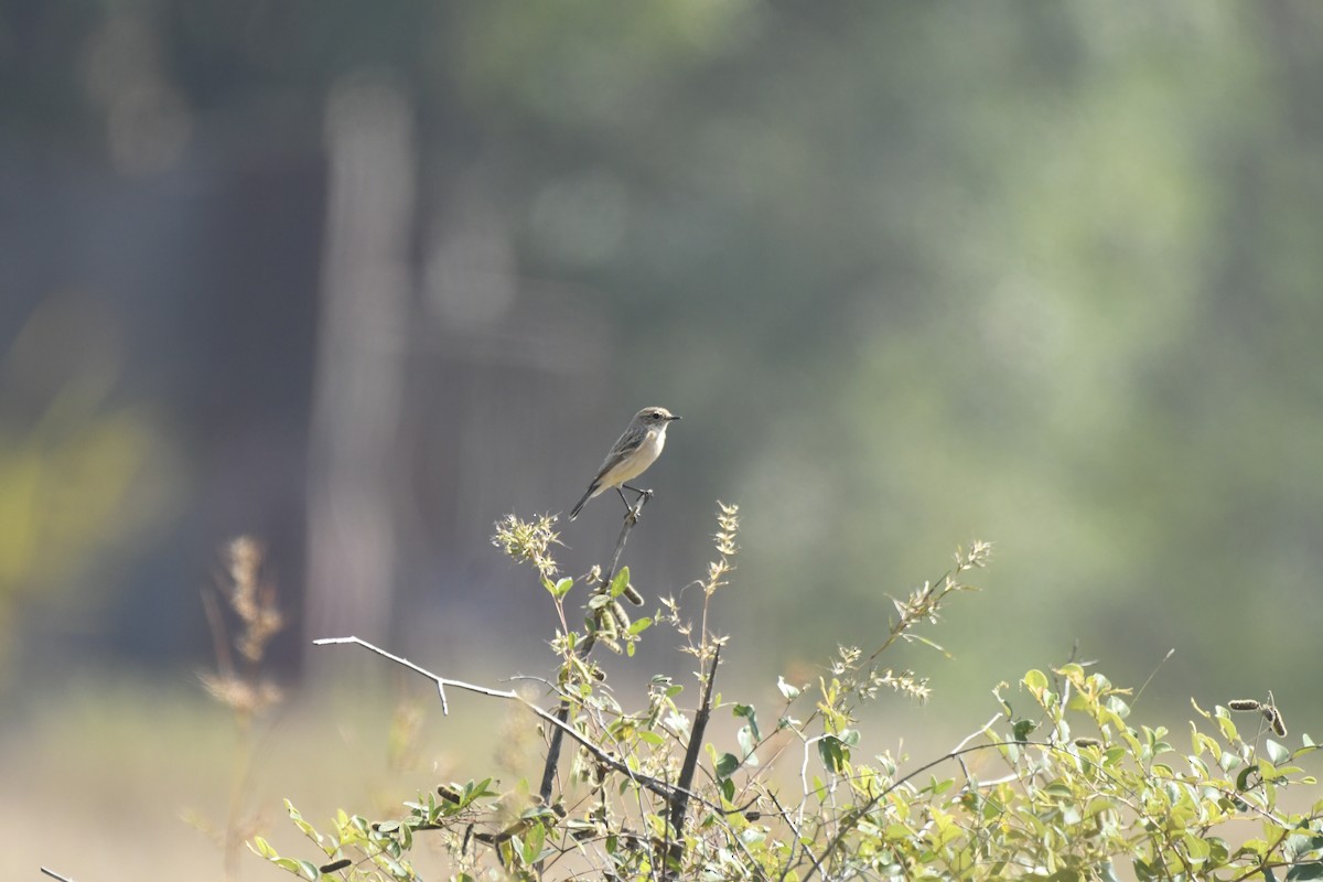 bramborníček sibiřský - ML645157279