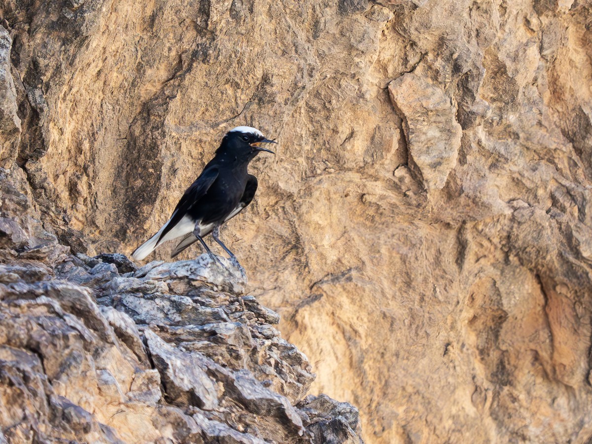 bělořit pustinný - ML645157282