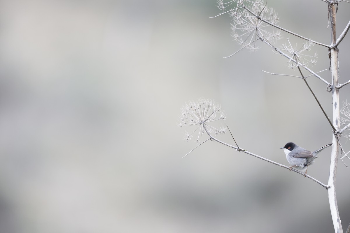 Sardinian Warbler - ML645157286