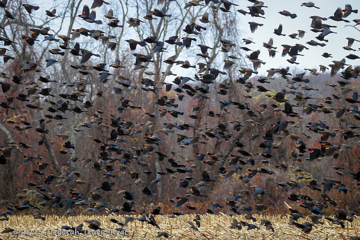 Red-winged Blackbird - ML645157288