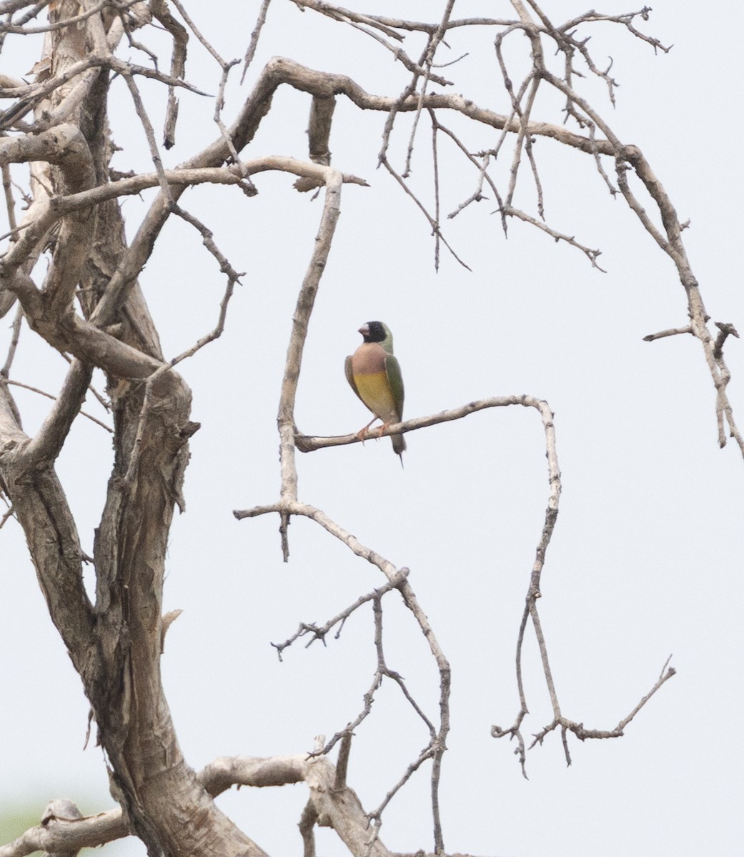 コキンチョウ - ML645157291