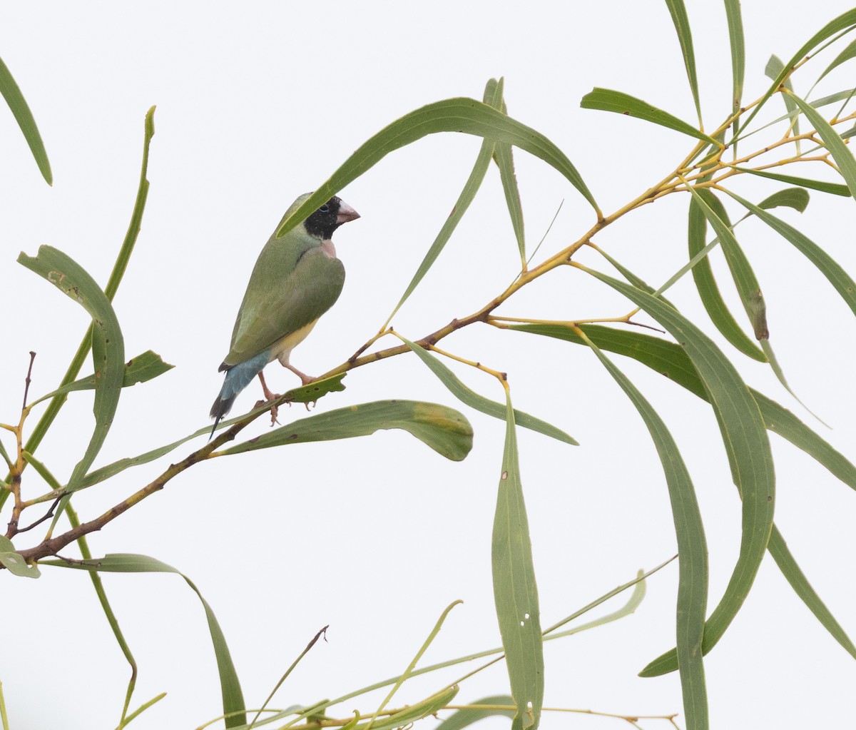 コキンチョウ - ML645157292