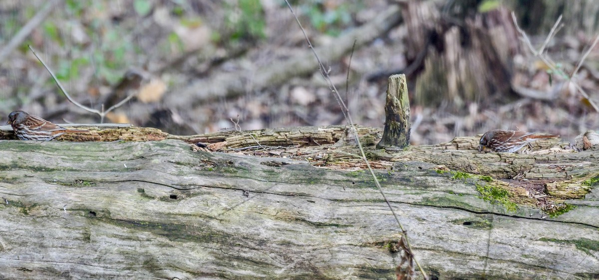 Fox Sparrow - ML645157300