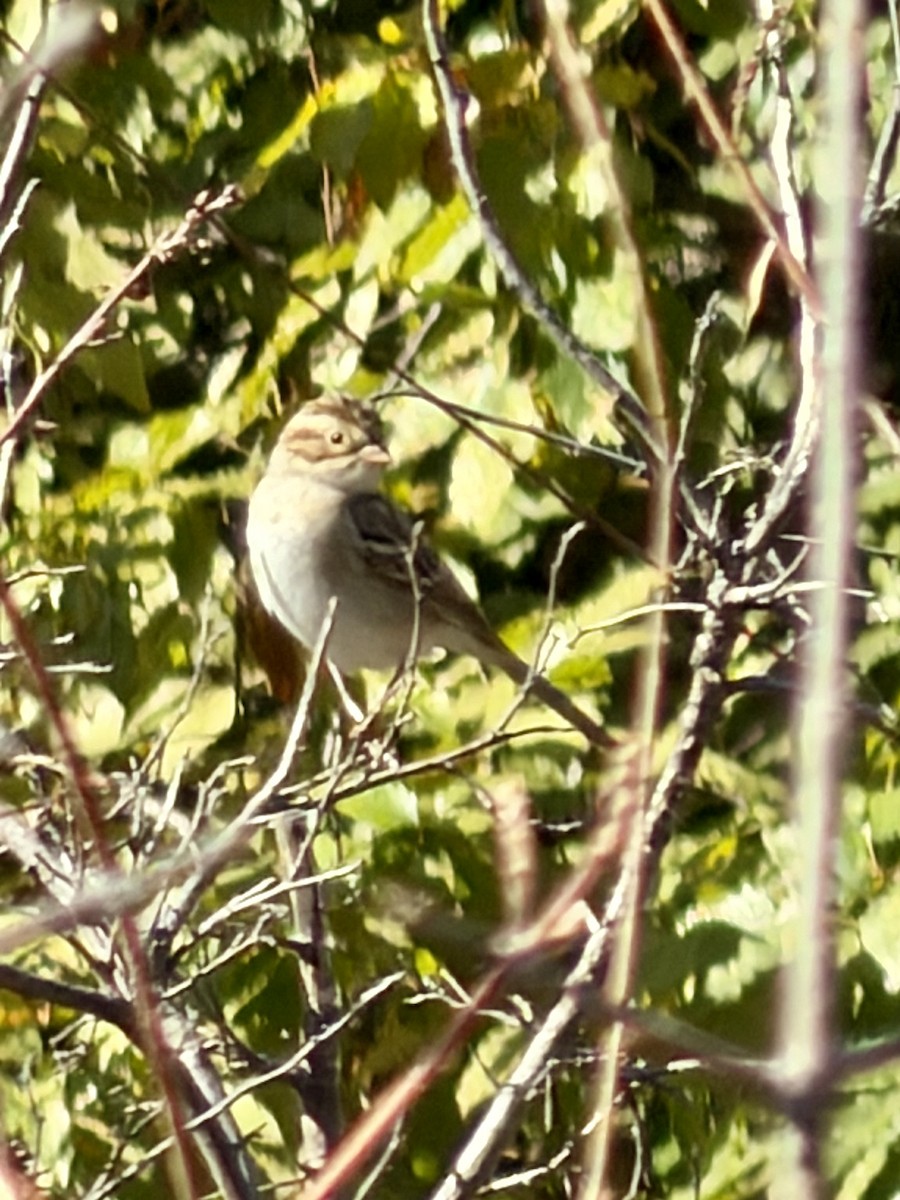 Clay-colored Sparrow - ML645157301