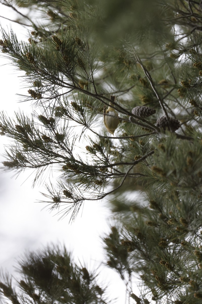 Iberian Chiffchaff - ML645157306