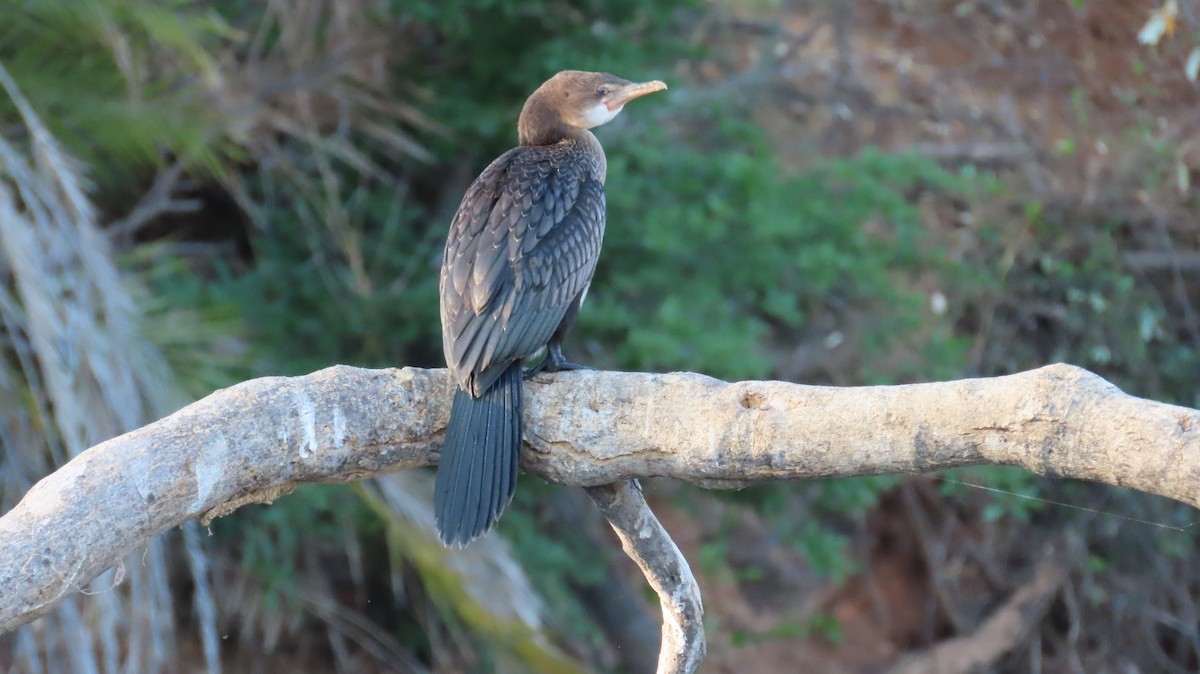 kormorán dlouhoocasý - ML645157307