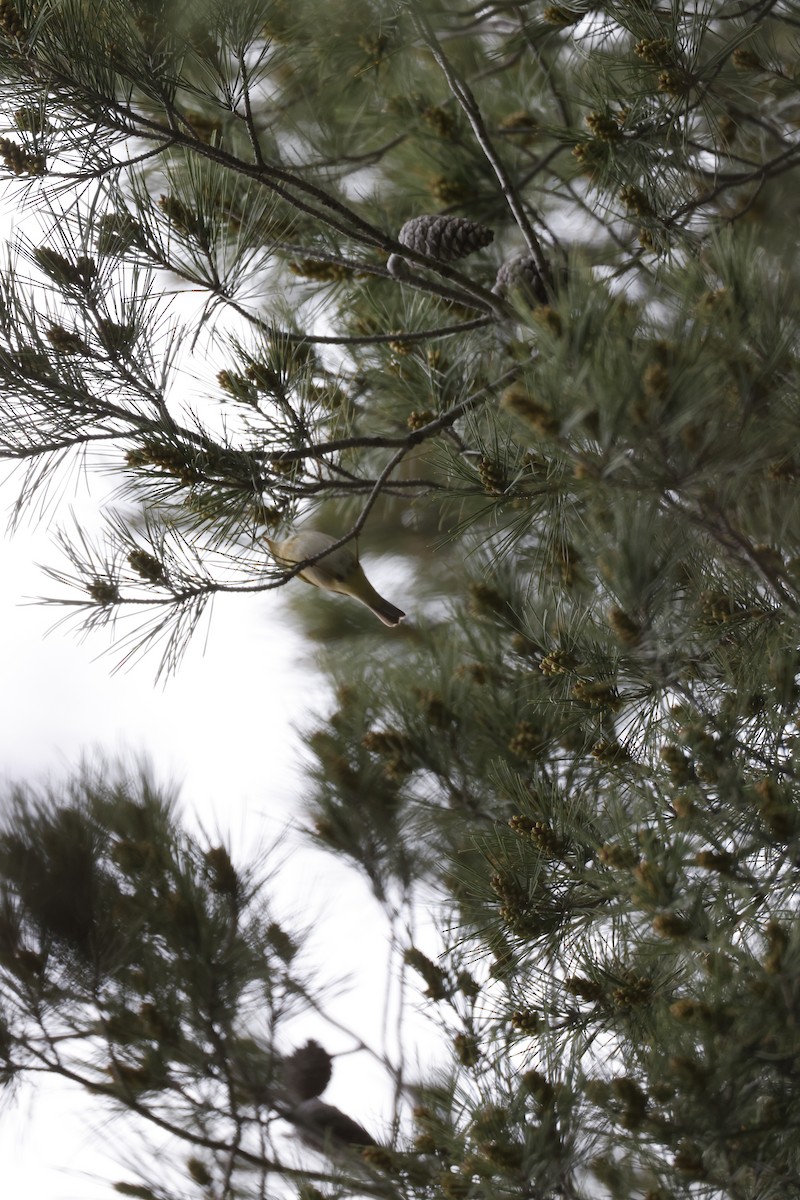 Iberian Chiffchaff - ML645157309