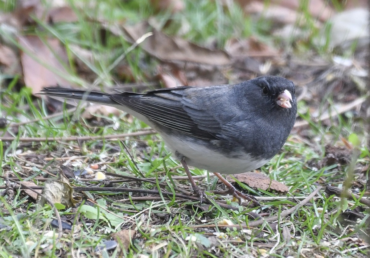 Dark-eyed Junco - ML645157322