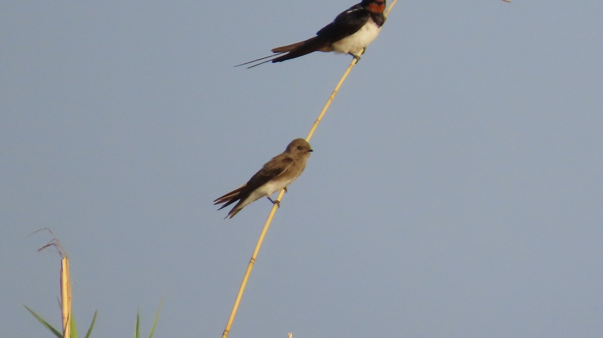 brunsandsvale - ML645157337