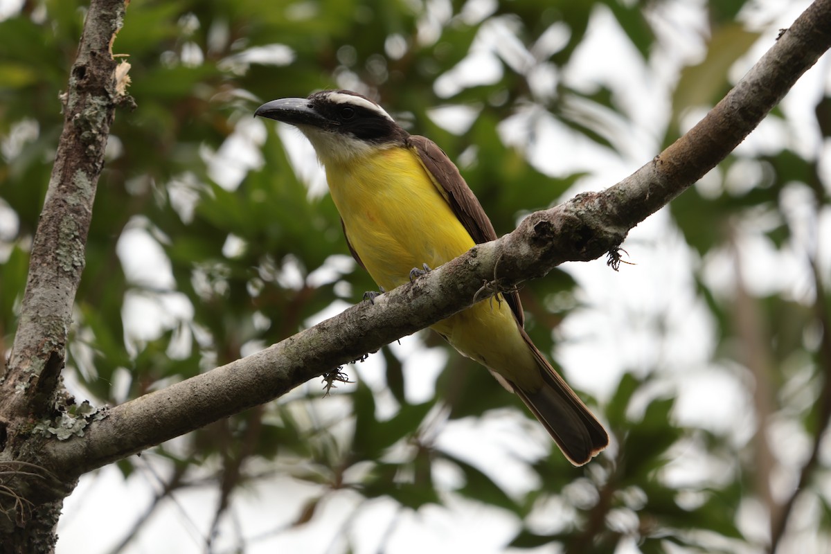 Boat-billed Flycatcher - ML645157346