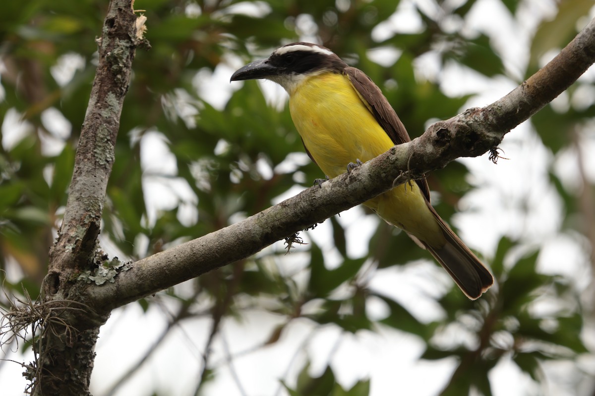 Boat-billed Flycatcher - ML645157347