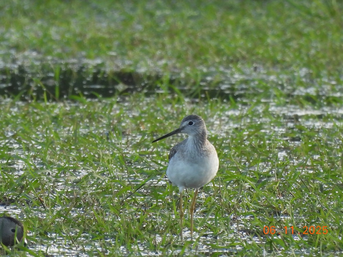 Greater Yellowlegs - ML645157361