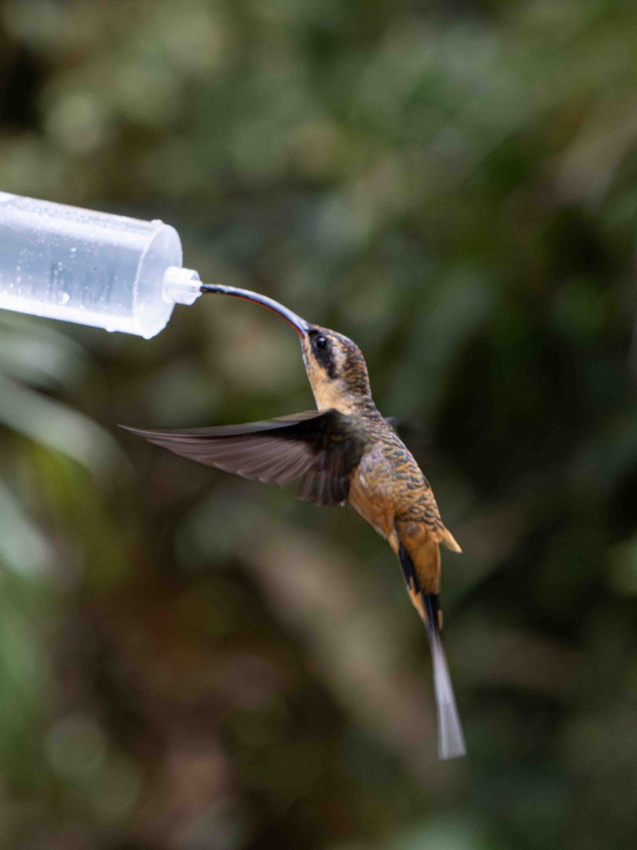 Ermite à ventre fauve - ML645157425