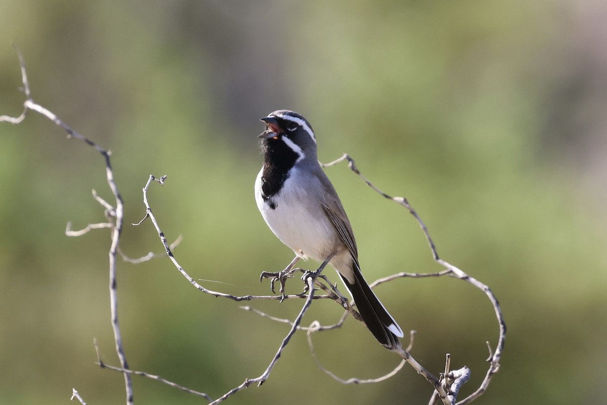 Black-throated Sparrow - ML645157427