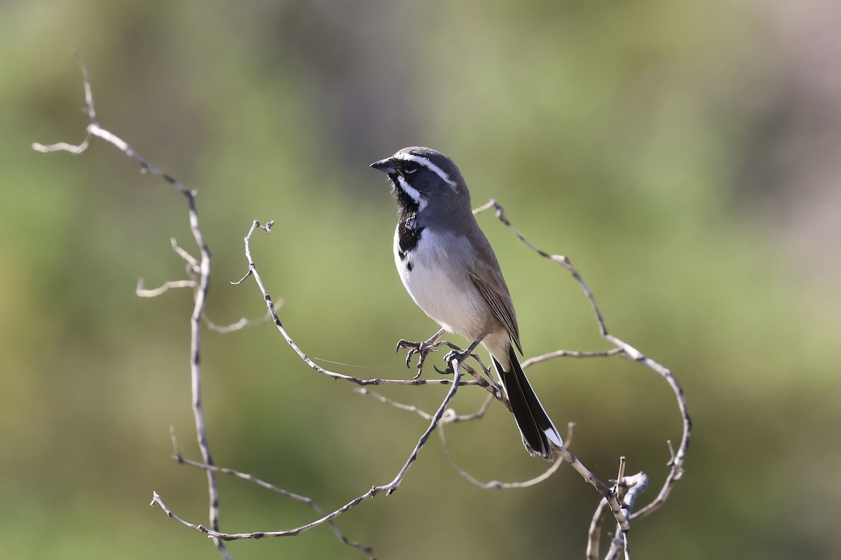 Black-throated Sparrow - ML645157428