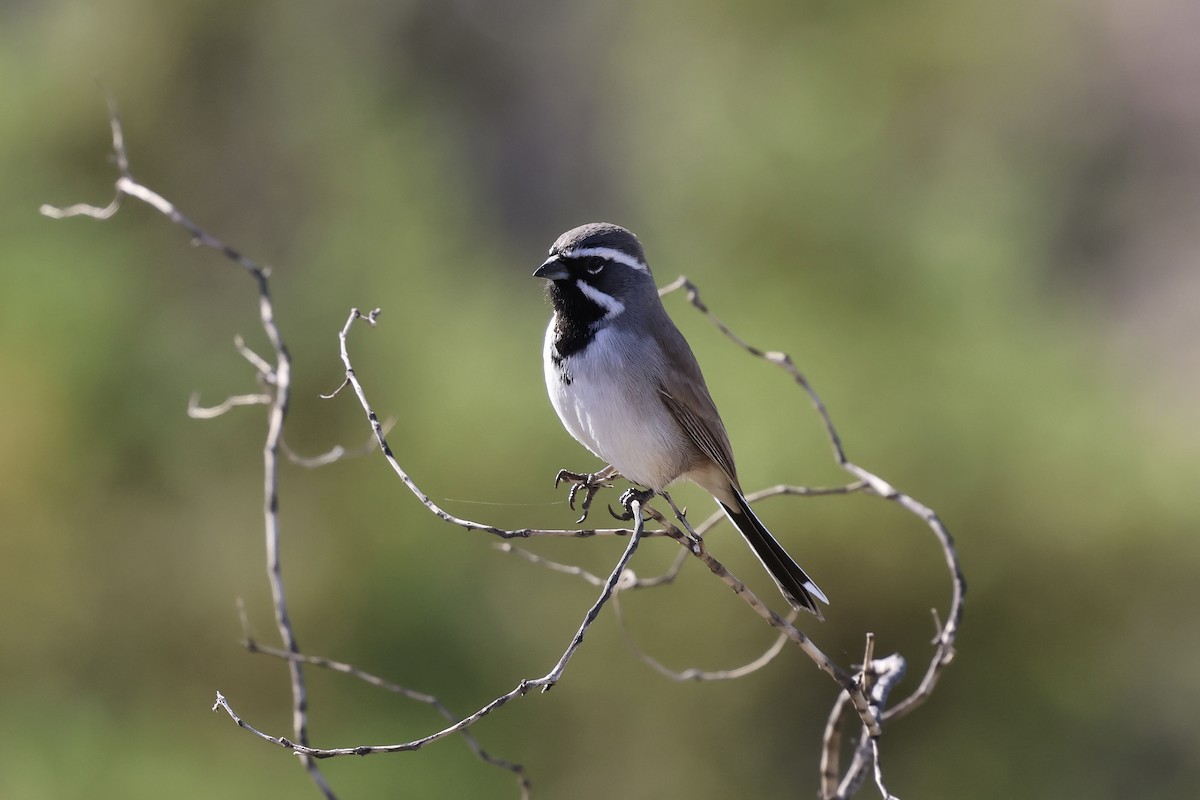 Black-throated Sparrow - ML645157429