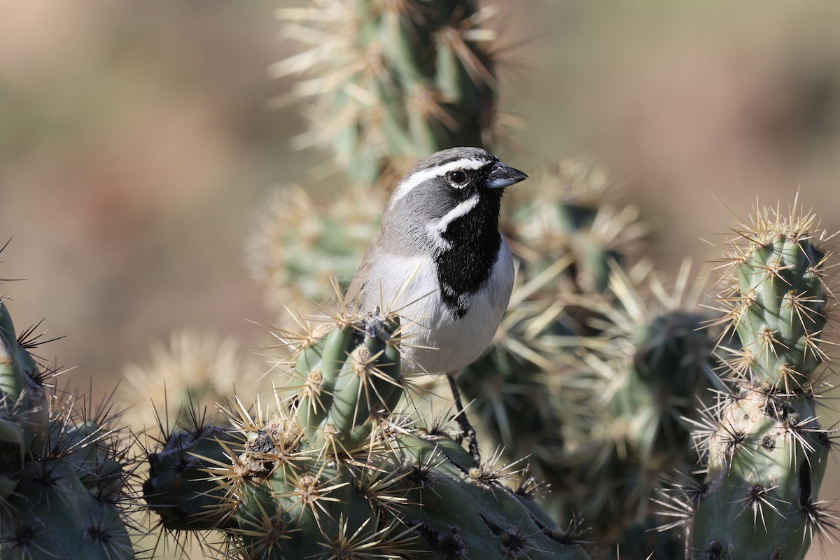 Black-throated Sparrow - ML645157430