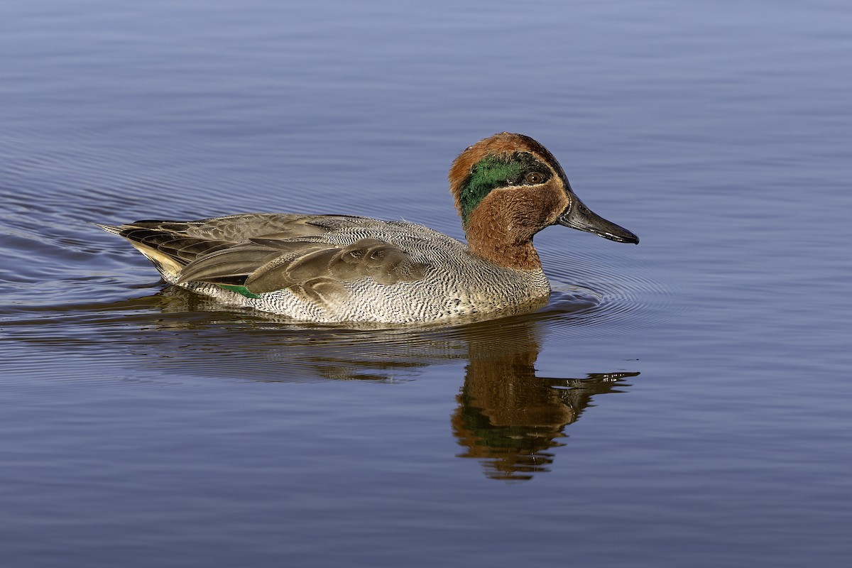 Green-winged Teal - ML645157432