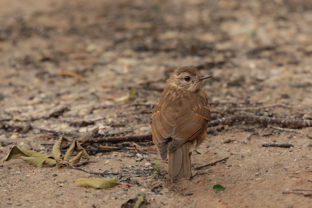 Pale-breasted Thrush - ML645157436