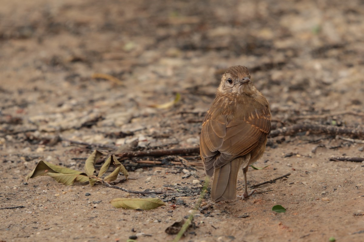 Pale-breasted Thrush - ML645157437