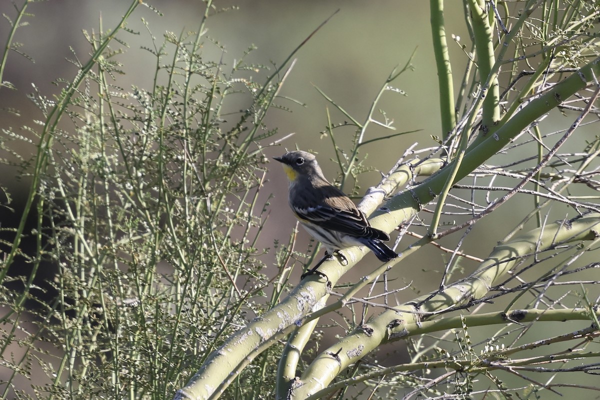 Taçlı Ötleğen - ML645157439