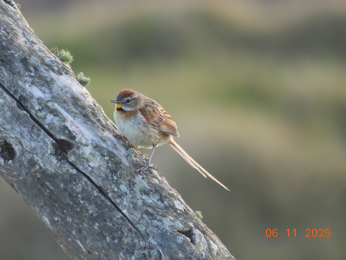 Chotoy Spinetail - ML645157440