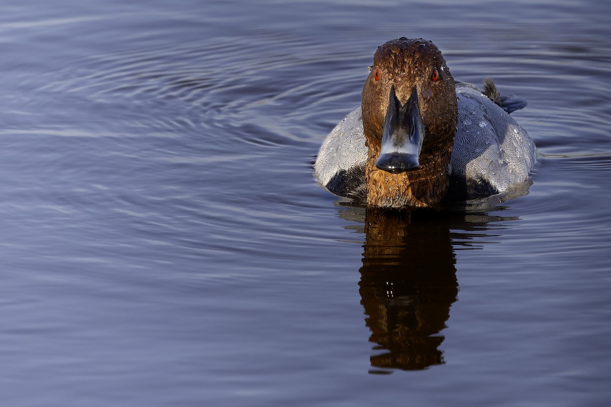 Common Pochard - ML645157443