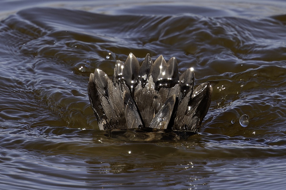 Common Pochard - ML645157444