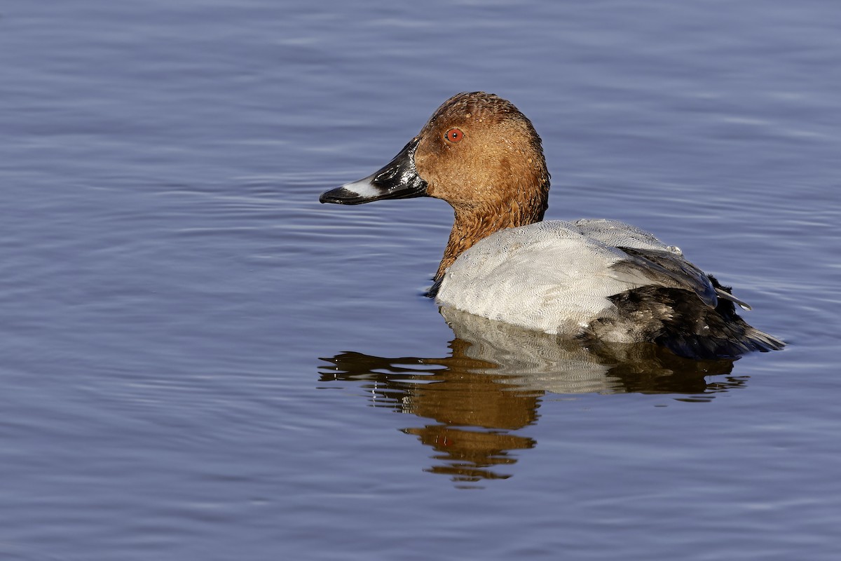 Common Pochard - ML645157445