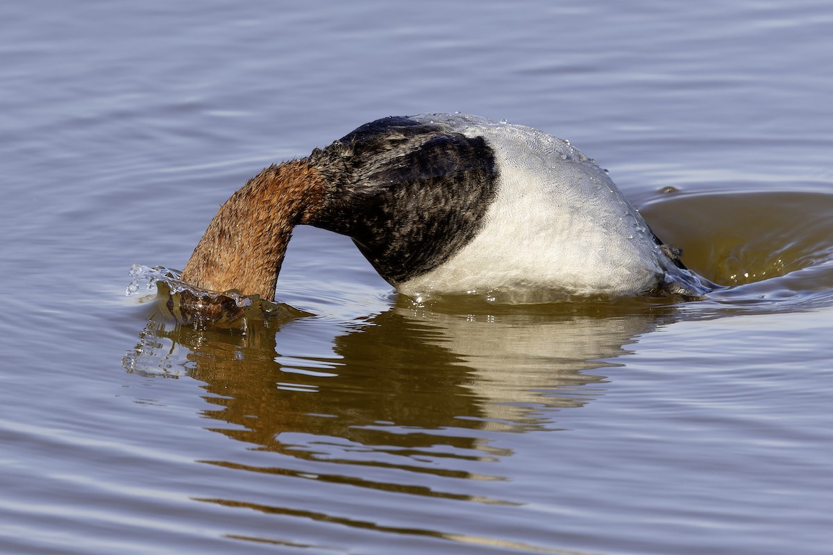Common Pochard - ML645157446