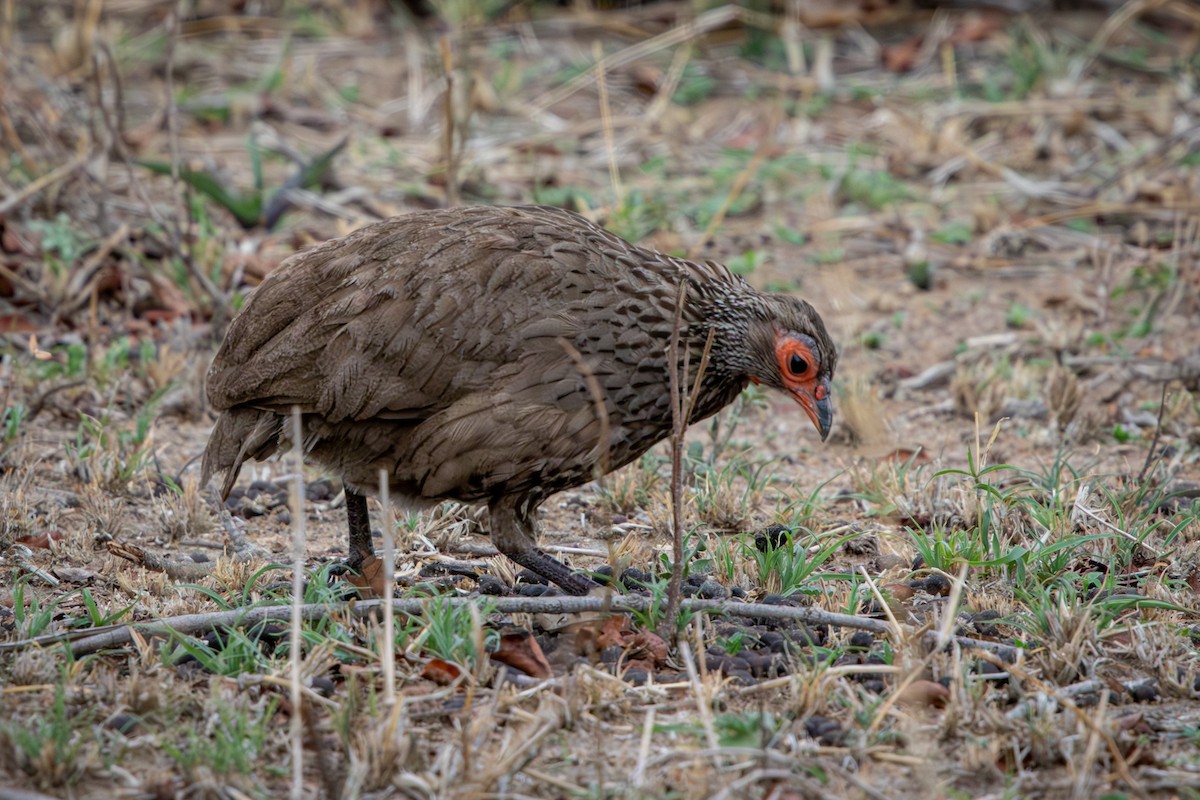 Swainson's Spurfowl - ML645157448
