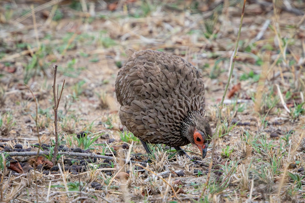 Swainson's Spurfowl - ML645157449