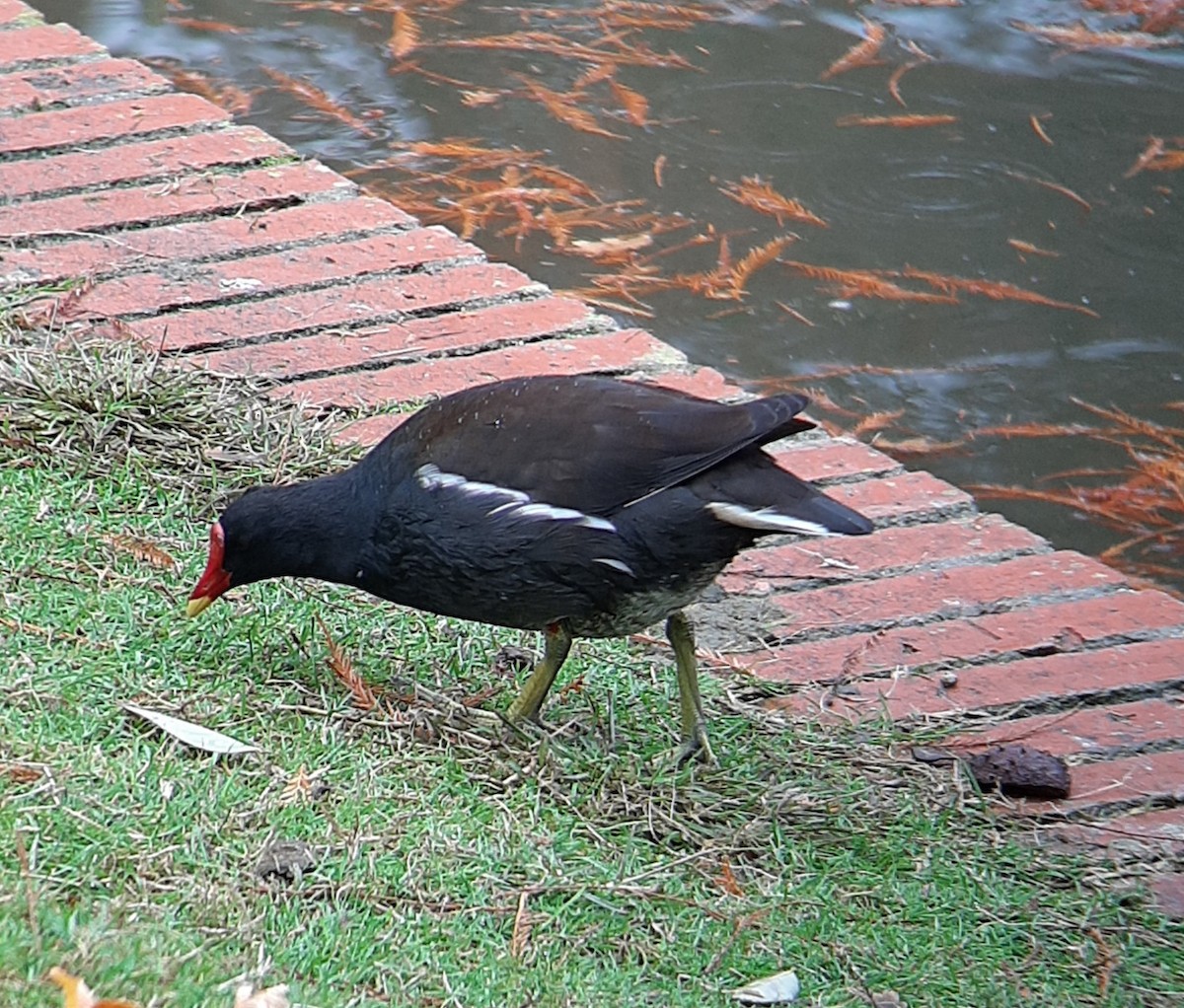 slípka zelenonohá - ML645157454