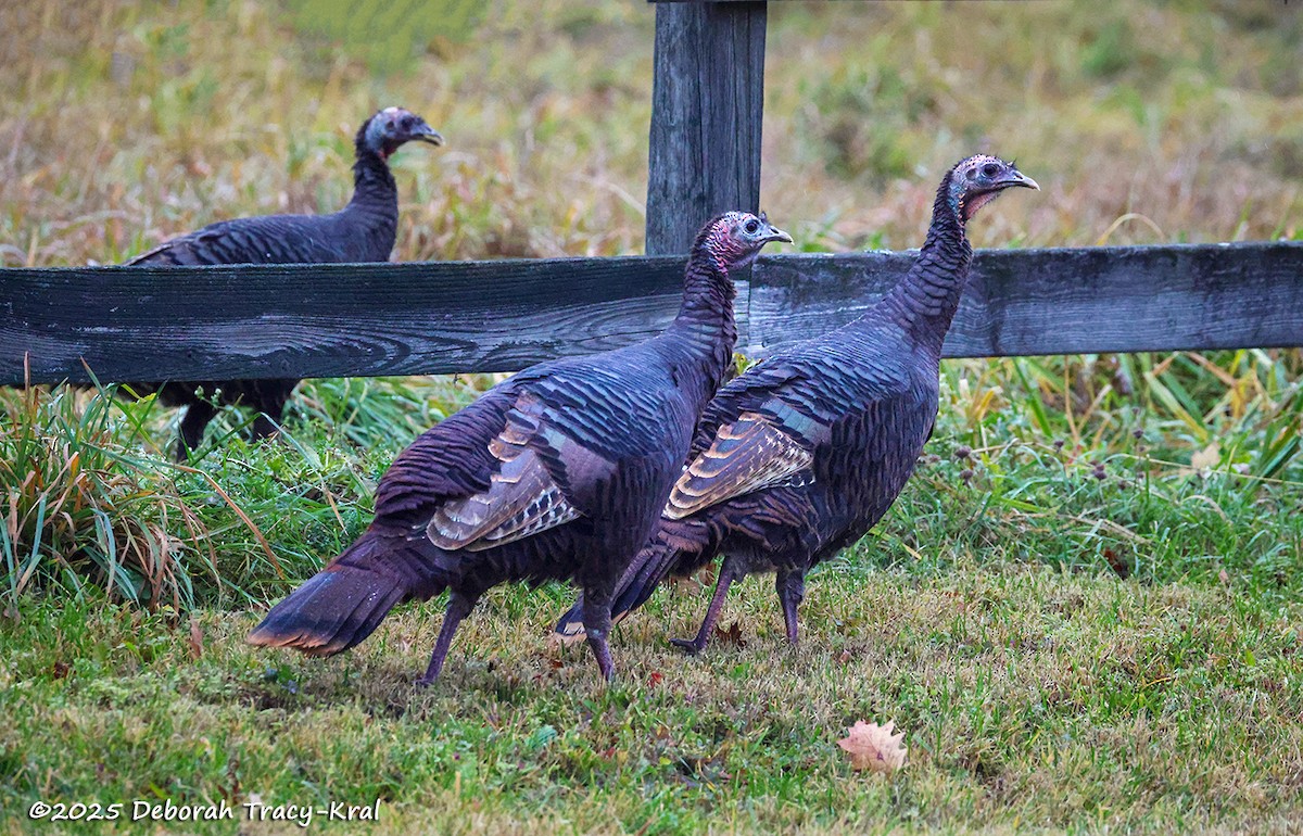 Wild Turkey - ML645157462