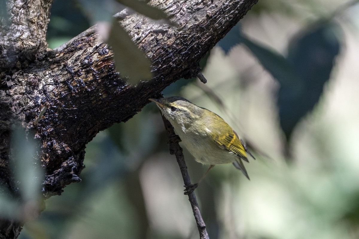 Goldbinden-Laubsänger - ML645157476