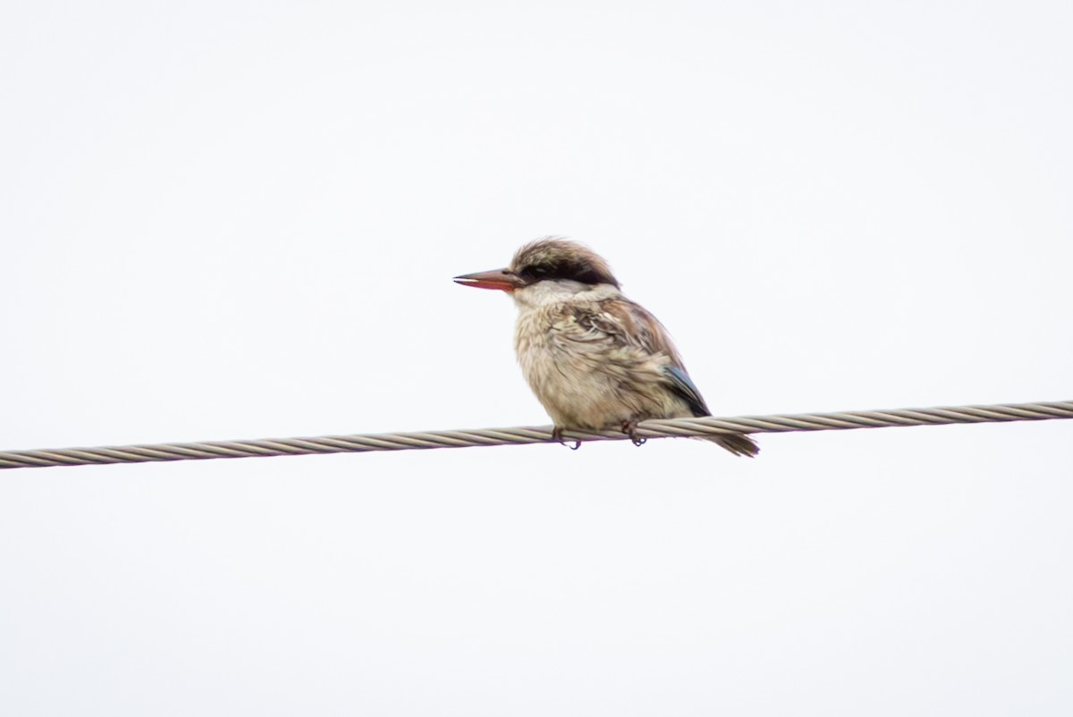 Striped Kingfisher - ML645157483