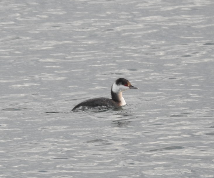 ミミカイツブリ - ML645157486