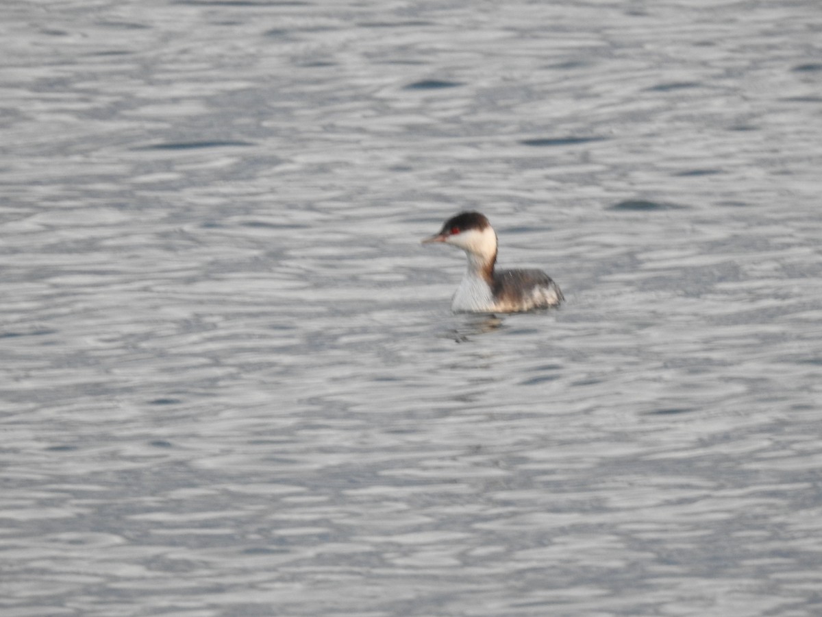 ミミカイツブリ - ML645157488