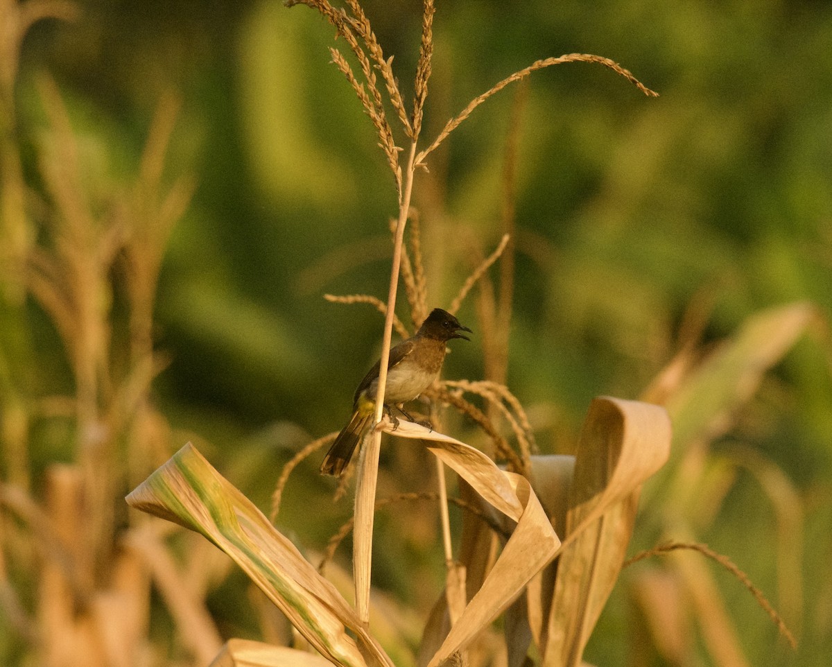 Common Bulbul (Dark-capped) - ML645157497