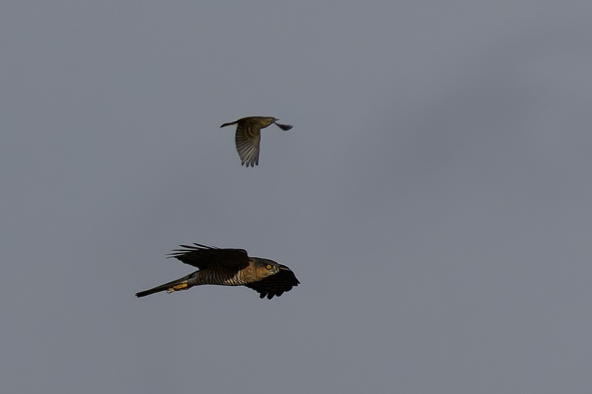 Eurasian Sparrowhawk - ML645157501