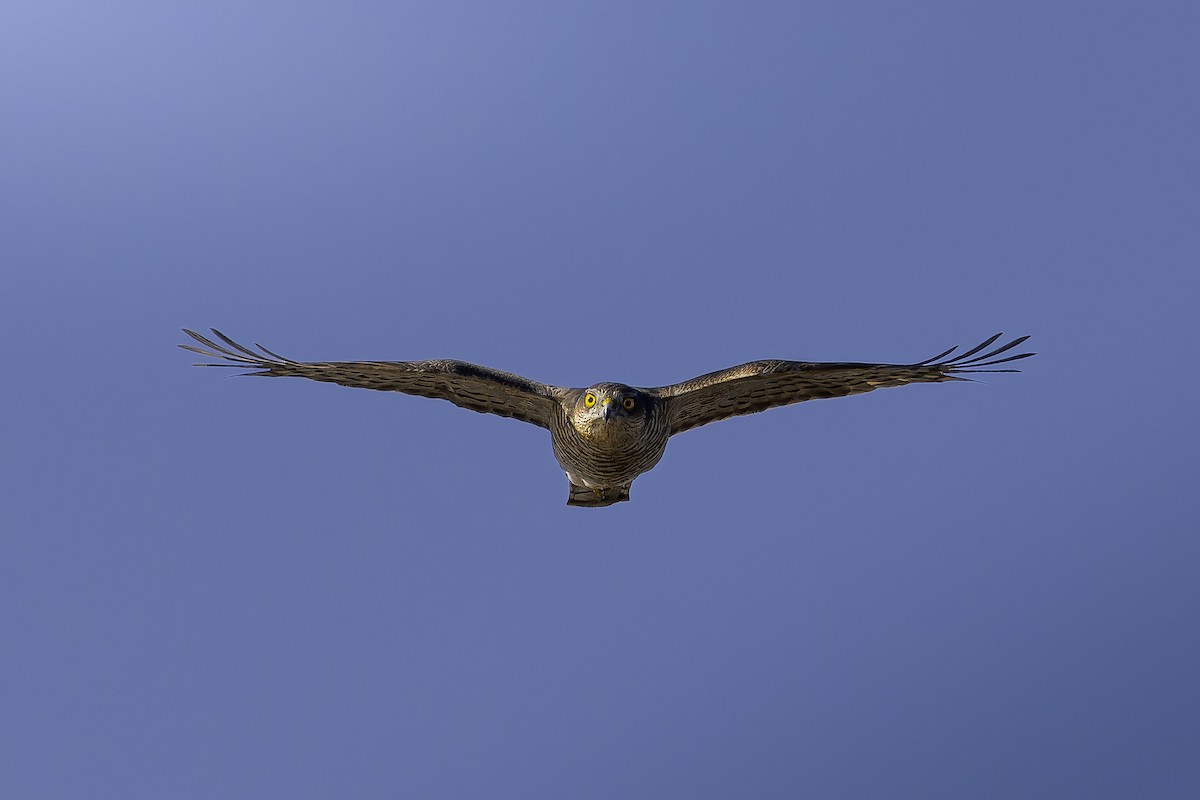 Eurasian Sparrowhawk - ML645157502
