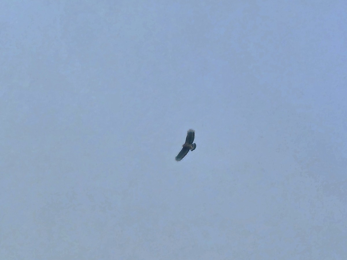 Хохлатый змееяд - ML645157505